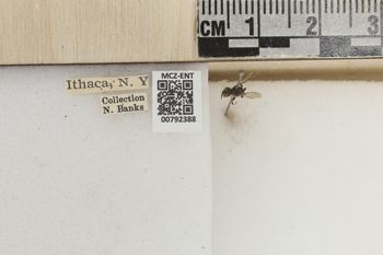 Media type: image;   Entomology 792388 Aspect: Labels